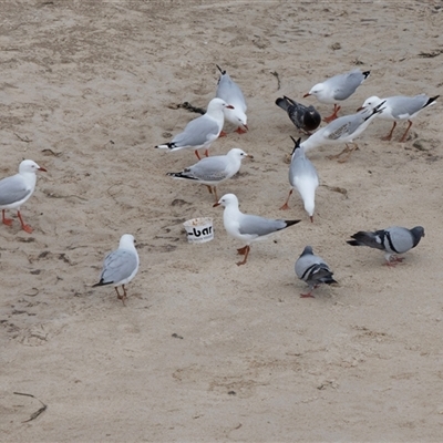 Chroicocephalus novaehollandiae (Silver Gull) at Glenelg, SA - 20 Sep 2025 by AlisonMilton
