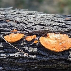 Unverified Shelf-like to hoof-like & usually on wood at Kenny, ACT - Today by HappyWanderer