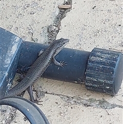 Egernia striolata (Tree Skink) at Wirlinga, NSW - 16 Oct 2025 by RobCook