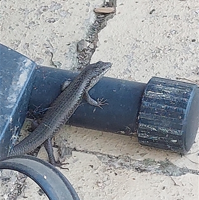 Egernia striolata (Tree Skink) at Wirlinga, NSW - 16 Oct 2025 by RobCook