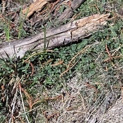 Einadia nutans (Climbing Saltbush) at Kenny, ACT - 16 Oct 2025 by HappyWanderer