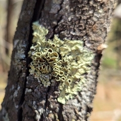 Unverified Lichen at Kenny, ACT - 16 Oct 2025 by HappyWanderer