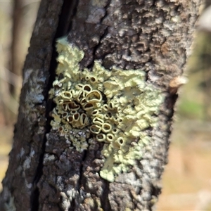 Unverified Lichen at Kenny, ACT - Today by HappyWanderer