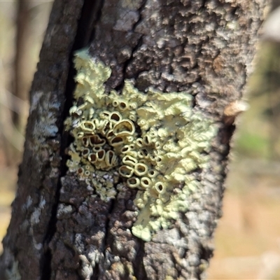 Unverified Lichen at Kenny, ACT - 16 Oct 2025 by HappyWanderer