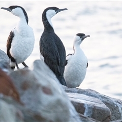 Phalacrocorax fuscescens (Black-faced Cormorant) at American River, SA - 18 Sep 2025 by AlisonMilton