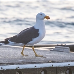 Larus pacificus (Pacific Gull) at American River, SA - 18 Sep 2025 by AlisonMilton