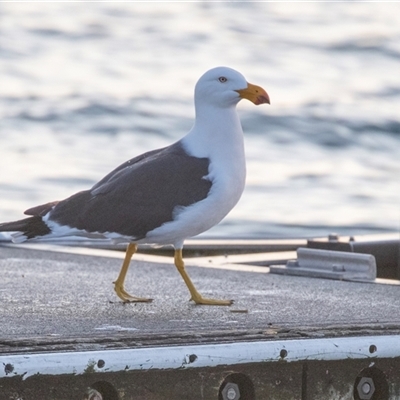 Larus pacificus (Pacific Gull) at American River, SA - 18 Sep 2025 by AlisonMilton