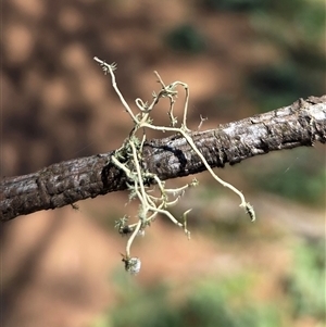Unverified Lichen at Kenny, ACT - Today by HappyWanderer