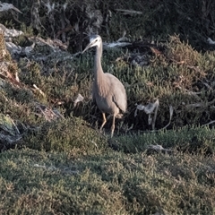 Egretta novaehollandiae (White-faced Heron) at American River, SA - 18 Sep 2025 by AlisonMilton