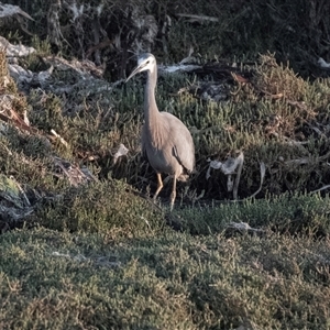 Egretta novaehollandiae at American River, SA - 18 Sep 2025 by AlisonMilton