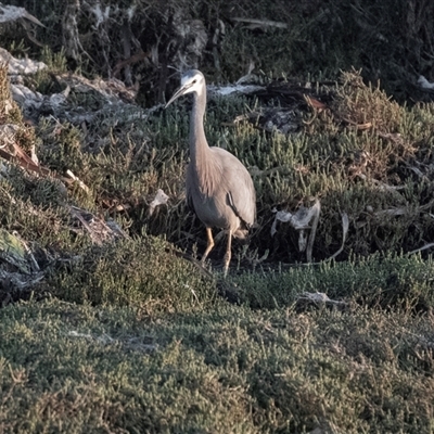 Egretta novaehollandiae (White-faced Heron) at American River, SA - 18 Sep 2025 by AlisonMilton