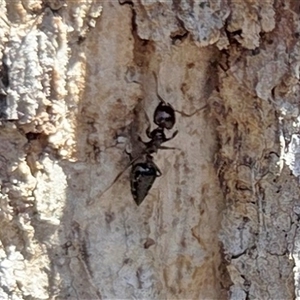 Unverified Ant (Hymenoptera, Formicidae) at Kenny, ACT - Today by HappyWanderer