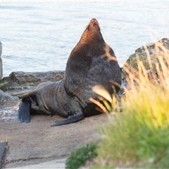 Neophoca cinerea (Australian sea-lion) at American River, SA - 18 Sep 2025 by AlisonMilton