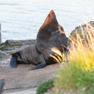 Neophoca cinerea (Australian sea-lion) at American River, SA - 18 Sep 2025 by AlisonMilton