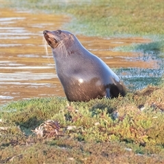 Neophoca cinerea at American River, SA - 18 Sep 2025 08:03 AM