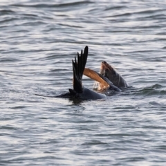 Neophoca cinerea at American River, SA - 18 Sep 2025 08:03 AM