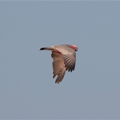 Eolophus roseicapilla (Galah) at American River, SA - 18 Sep 2025 by AlisonMilton