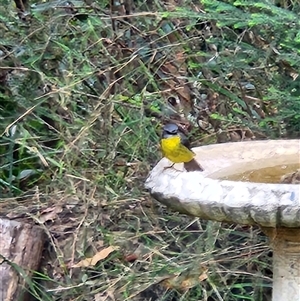 Pachycephala pectoralis at Killabakh, NSW - Today by Purschy
