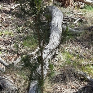 Unverified Other Tree at Kenny, ACT - Today by HappyWanderer