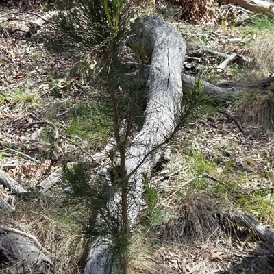 Pinus radiata (Monterey or Radiata Pine) at Kenny, ACT - 16 Oct 2025 by HappyWanderer