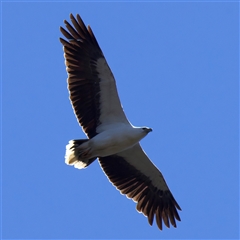 Icthyophaga leucogaster (White-bellied Sea-Eagle) at Googong, NSW - 13 Oct 2025 by jb2602