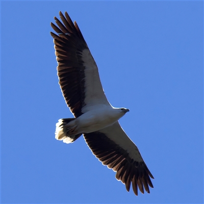 Icthyophaga leucogaster (White-bellied Sea-Eagle) at Googong, NSW - 13 Oct 2025 by jb2602