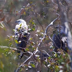 Icthyophaga leucogaster (White-bellied Sea-Eagle) by jb2602