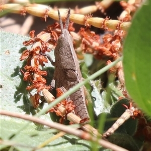 Unverified Grasshopper, Cricket or Katydid (Orthoptera) at Kenny, ACT - Today by HappyWanderer