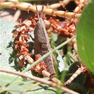 Goniaea opomaloides (Mimetic Gumleaf Grasshopper) at Kenny, ACT - 16 Oct 2025 by HappyWanderer