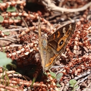 Junonia villida at Kenny, ACT - Today by HappyWanderer