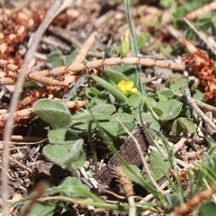 Trifolium sp. at Kenny, ACT - 16 Oct 2025 by HappyWanderer