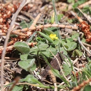 Trifolium sp. at Kenny, ACT - Today by HappyWanderer