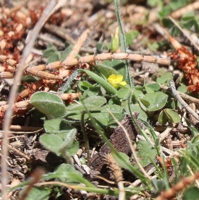 Trifolium sp. at Kenny, ACT - 16 Oct 2025 by HappyWanderer