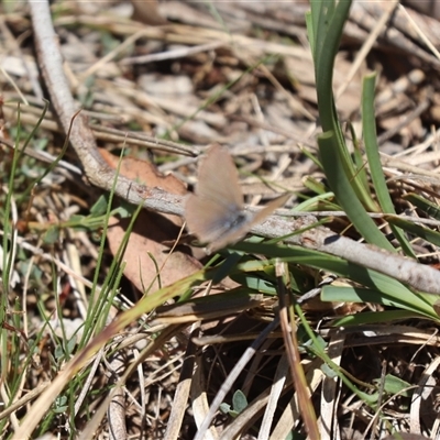 Zizina otis (Common Grass-Blue) at Kenny, ACT - 16 Oct 2025 by HappyWanderer