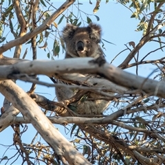 Phascolarctos cinereus (Koala) at American River, SA - 18 Sep 2025 by AlisonMilton