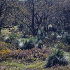 Xanthorrhoea (genus) at Cape Jervis, SA - 18 Sep 2025 by AlisonMilton