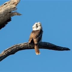 Dacelo novaeguineae (Laughing Kookaburra) at Berri, SA - 15 Sep 2025 by AlisonMilton