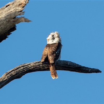 Dacelo novaeguineae (Laughing Kookaburra) at Berri, SA - 15 Sep 2025 by AlisonMilton