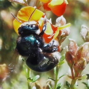 Xylocopa (Lestis) aerata at Yarralumla, ACT - Today by JohnBundock