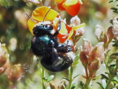 Xylocopa (Lestis) aerata at Yarralumla, ACT - Today by JohnBundock