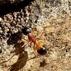 Camponotus consobrinus (Banded sugar ant) at Parkes, ACT - 16 Oct 2025 by Hejor1