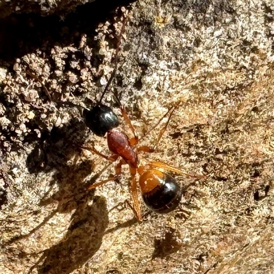 Camponotus consobrinus (Banded sugar ant) at Parkes, ACT - 16 Oct 2025 by Hejor1