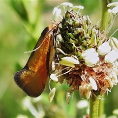 Philobota undescribed species near arabella (A concealer moth) at Yarralumla, ACT - 16 Oct 2025 by JohnBundock