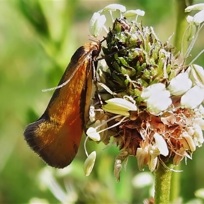 Philobota undescribed species near arabella (A concealer moth) at Yarralumla, ACT - 16 Oct 2025 by JohnBundock