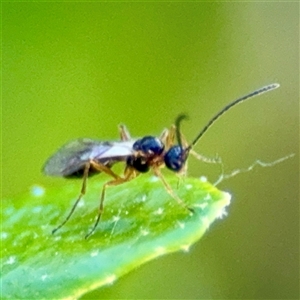 Aphidiinae (subfamily) at Parkes, ACT - Today by Hejor1