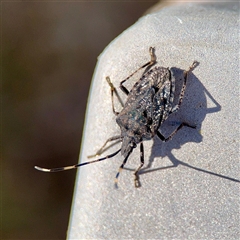 Alcaeus varicornis at Parkes, ACT - 16 Oct 2025 by Hejor1