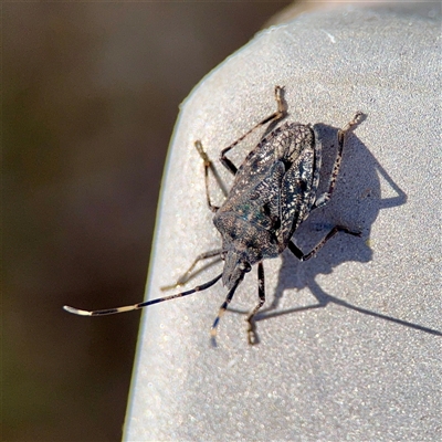 Alcaeus varicornis at Parkes, ACT - 16 Oct 2025 by Hejor1