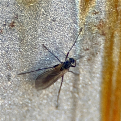 Sciaroidea sp. (Superfamily) at Parkes, ACT - Yesterday by Hejor1
