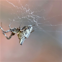 Philoponella congregabilis (Social house spider) at Parkes, ACT - 16 Oct 2025 by Hejor1