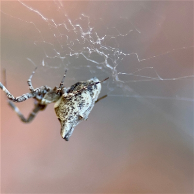 Philoponella congregabilis (Social house spider) at Parkes, ACT - 16 Oct 2025 by Hejor1
